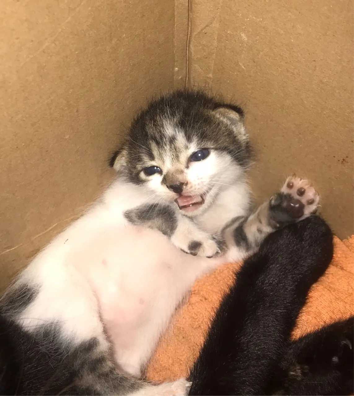 Doação de gatos