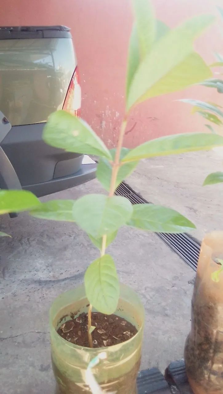 Frutíferas  - Foto 4