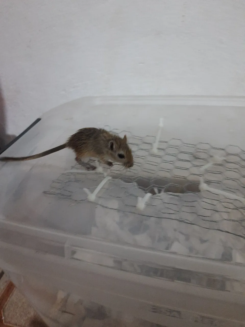 Gerbils