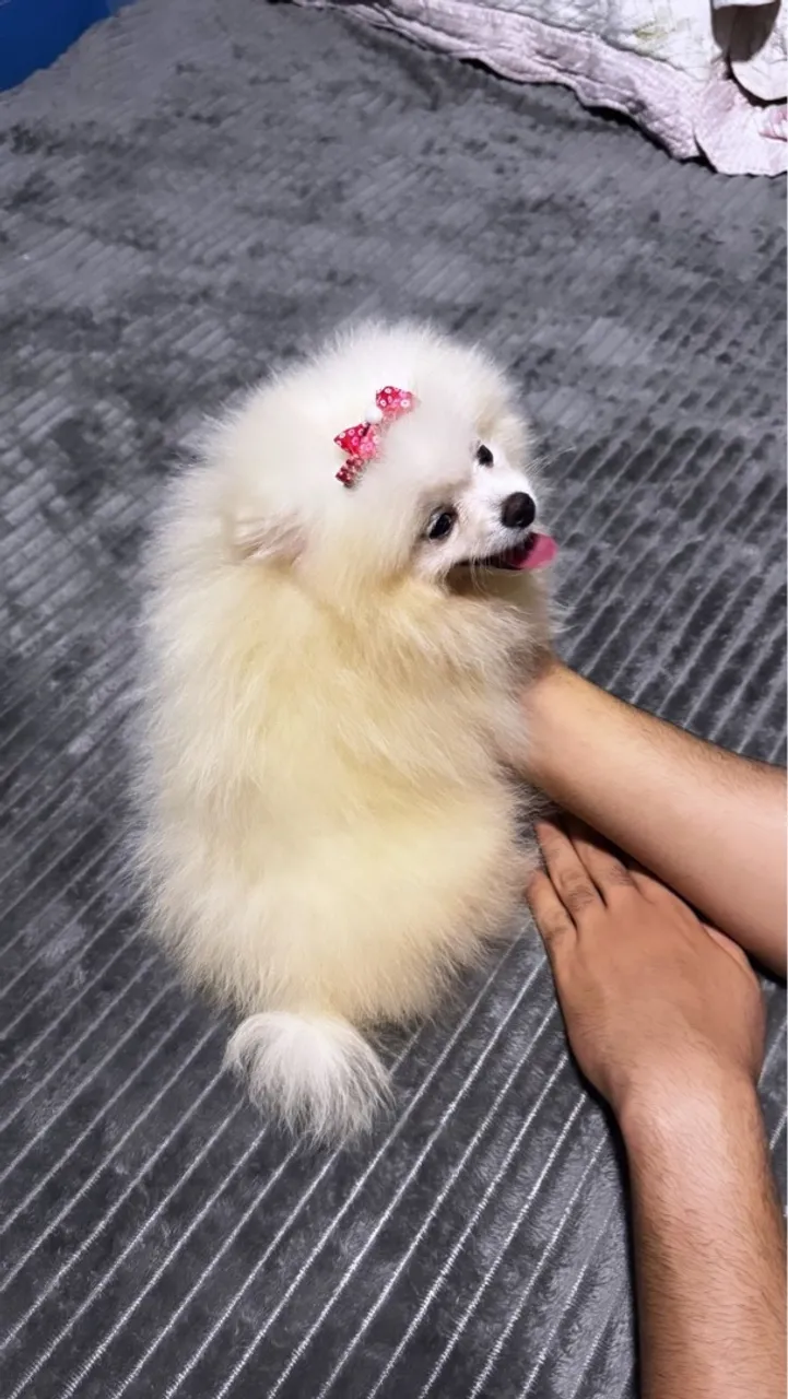 Spitz Alemão Fêmea - Anã