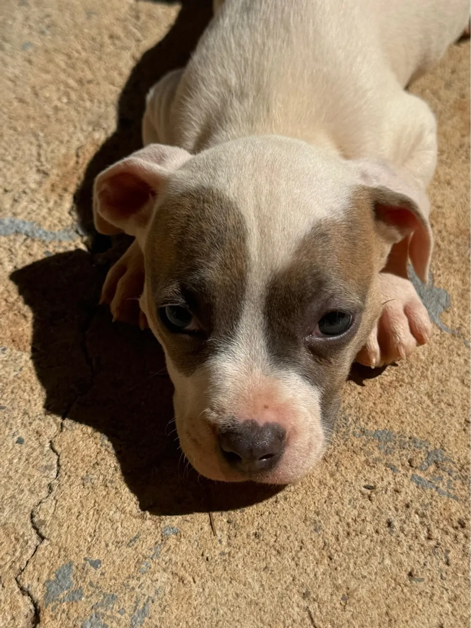 Filhote de Pitbull