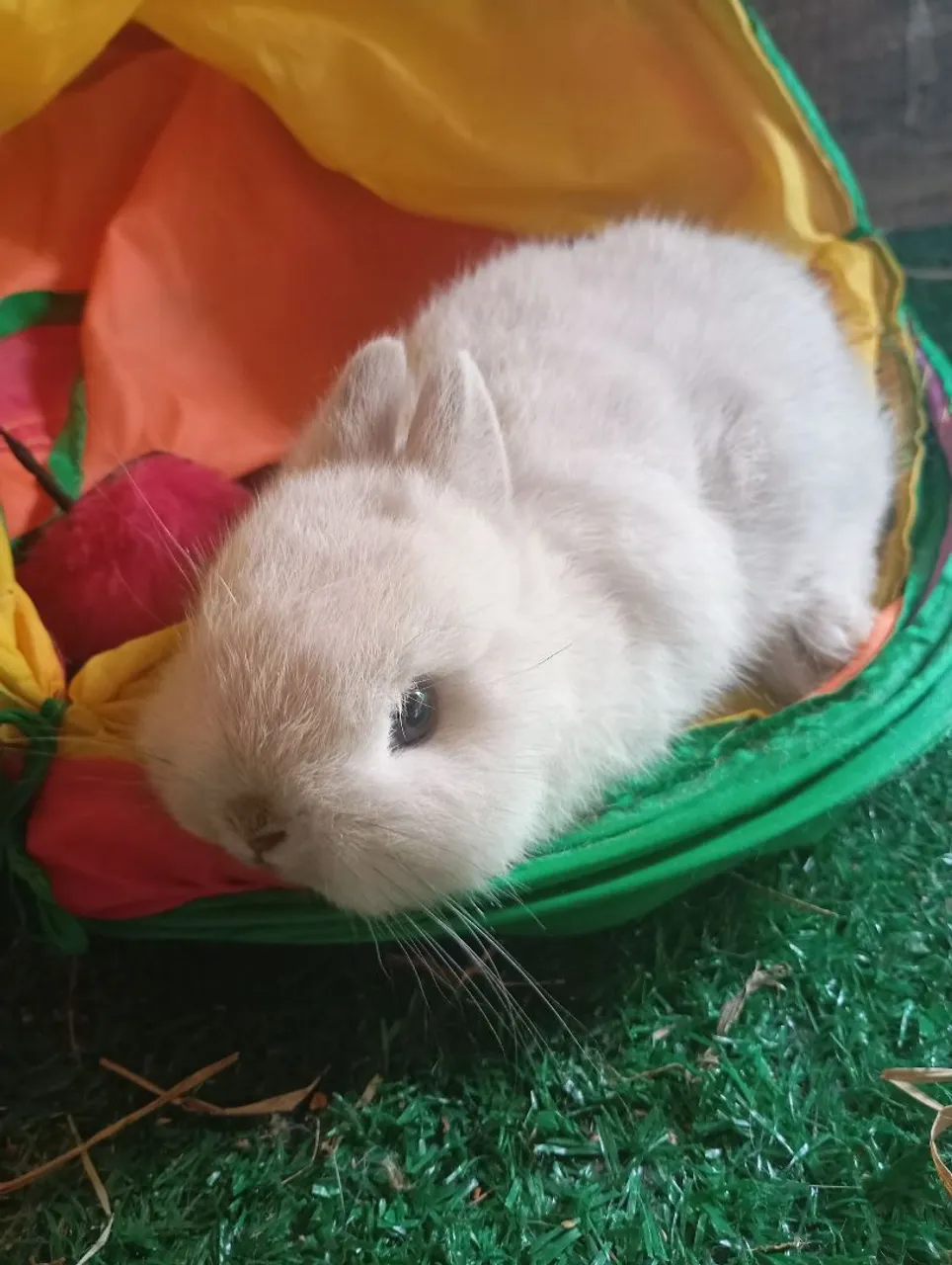Coelhinha anão Netherland Dwarf
