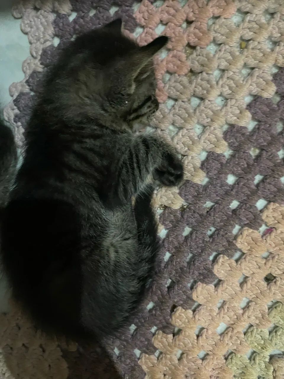 Gatinhos para doação  - Foto 6