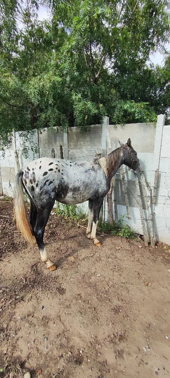 Potro marchador  - Foto 2
