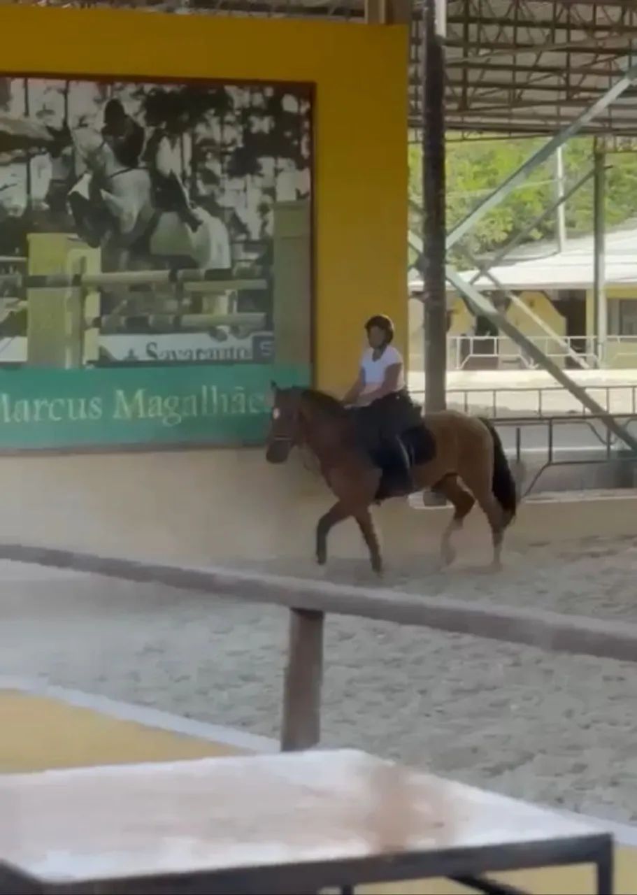 Cavalo Crioulo  - Foto 2