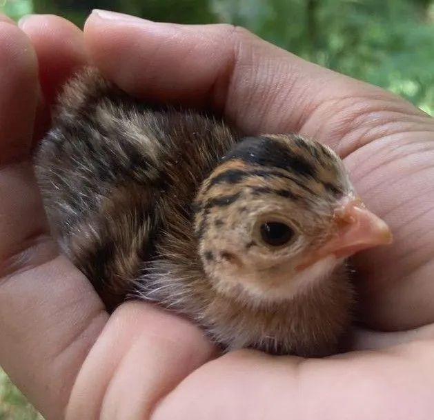 Filhotes de galinha d'angola - R$ 20,00