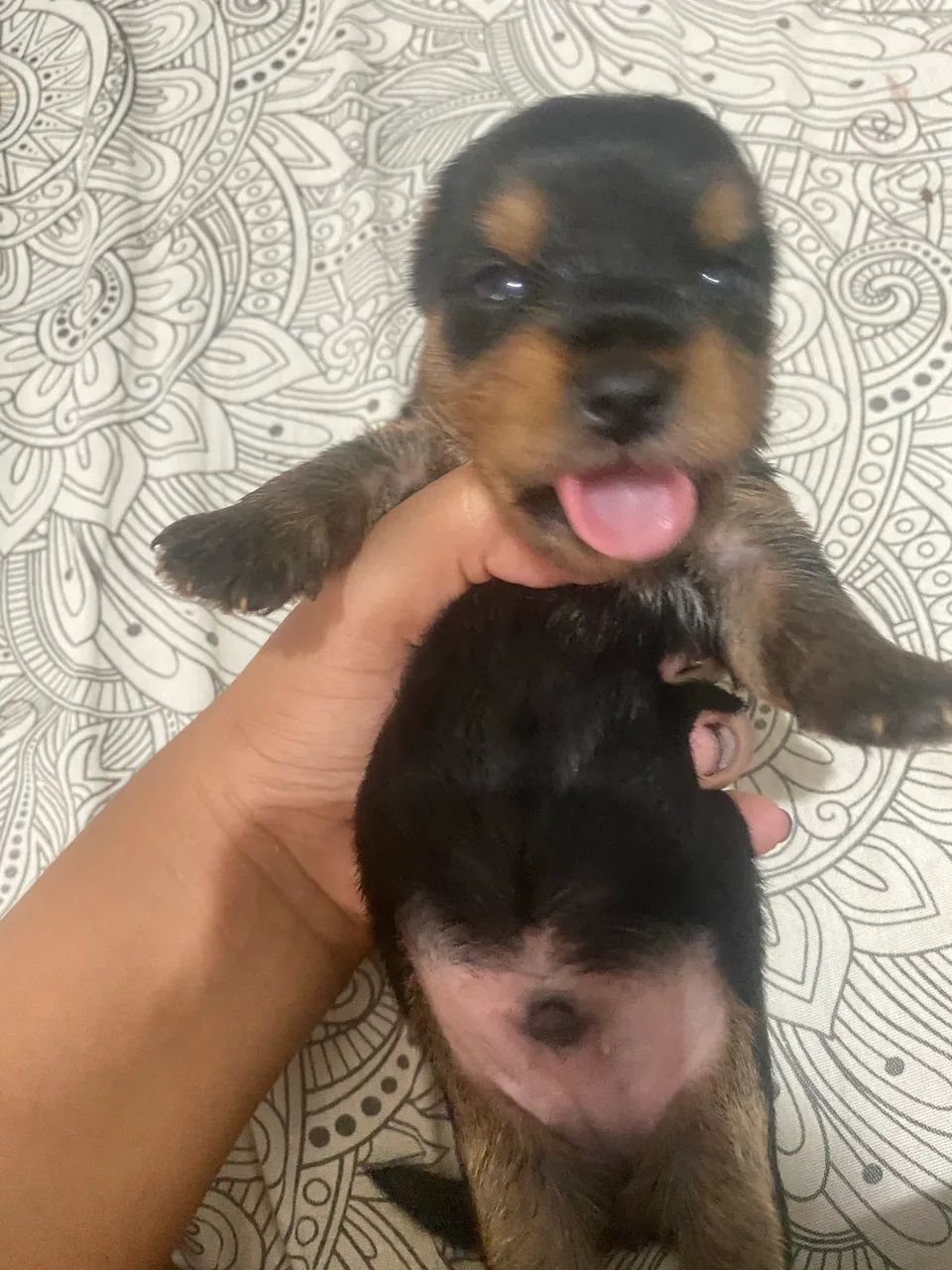 cachorro yorkshire macho 