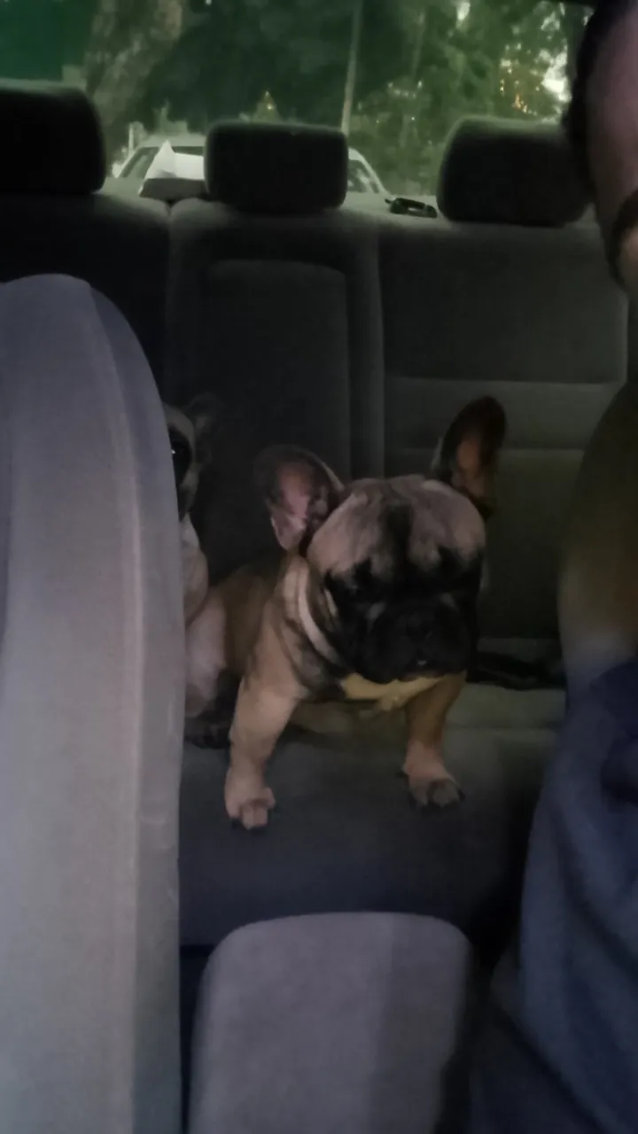 Buldogues francês macho