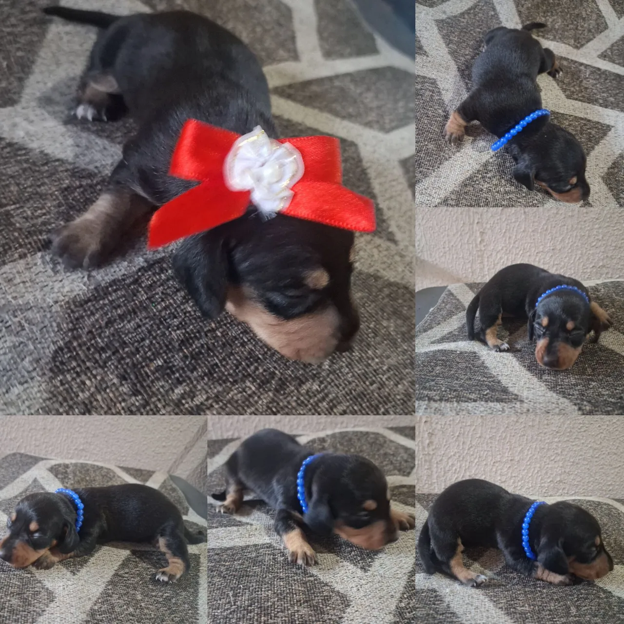 Filhote de Dachshund ultimas unidades disponíveis!