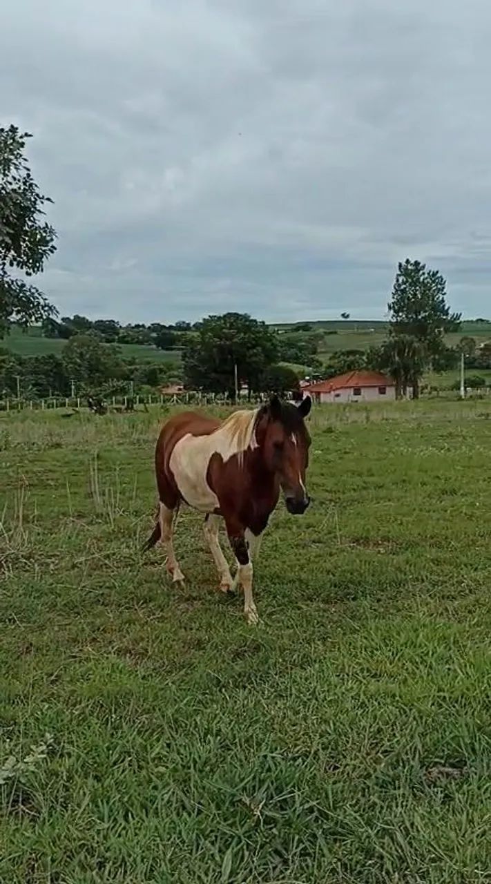 Cavalo (Manso)