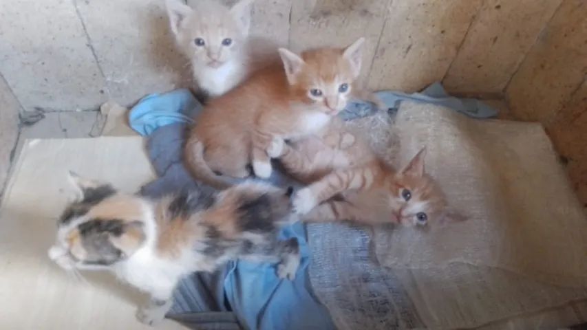 Gatinhos para adoção  - Foto 4
