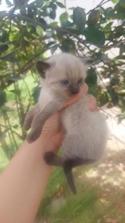 Gatinhos disponível para adoção - Foto 5