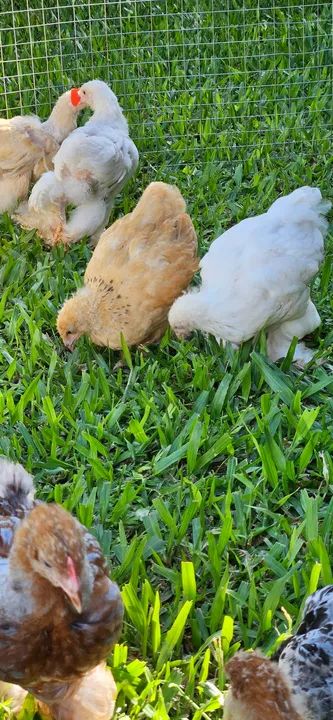 Pintinhos Brahma  - Foto 2