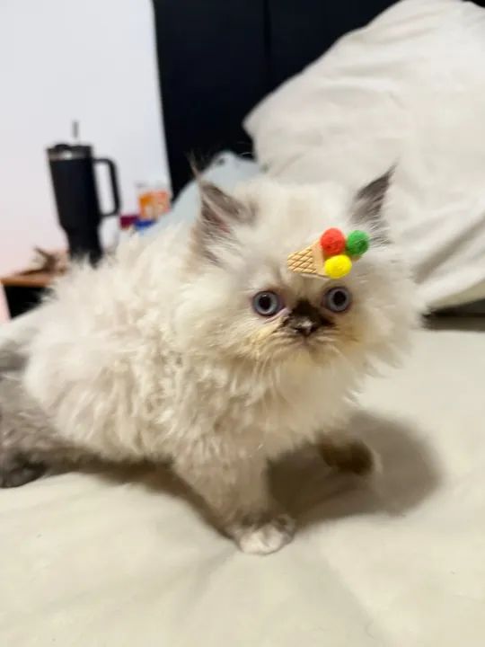 Gatinho Persa  - Foto 2