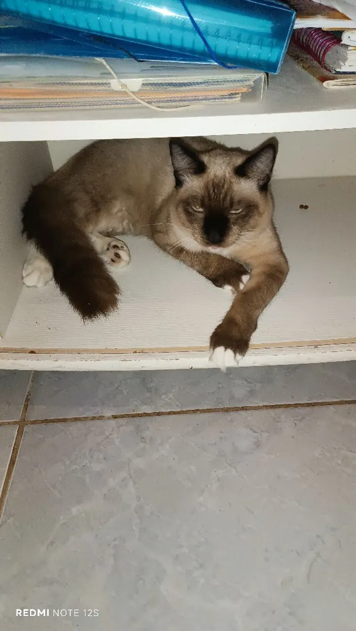Gatinho Siames