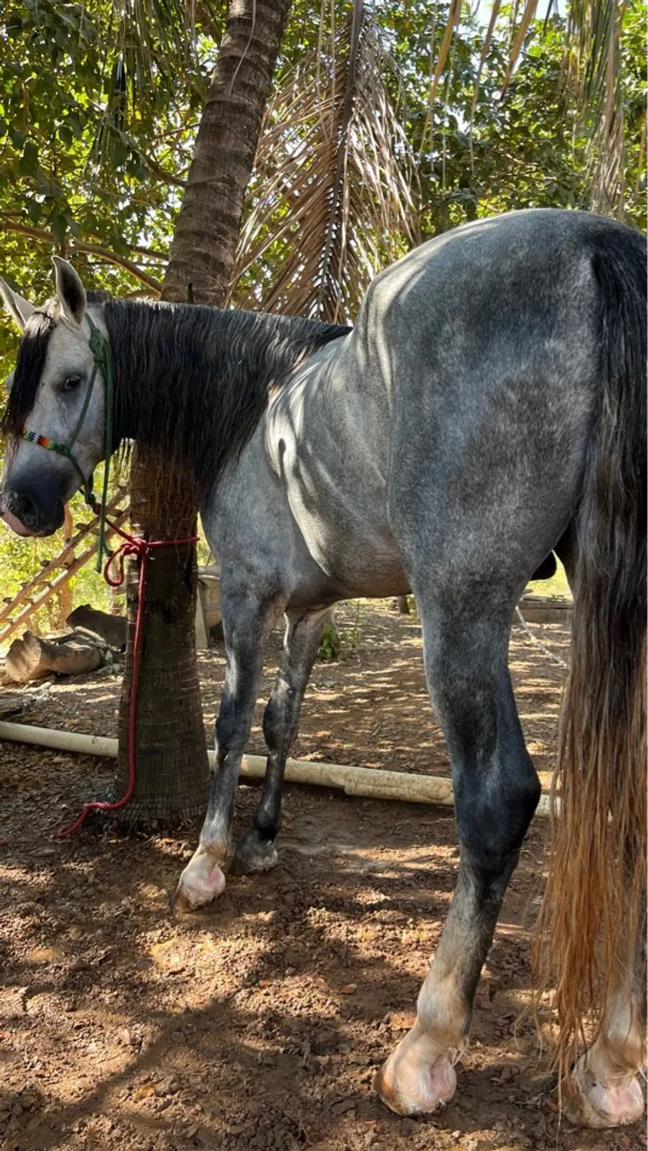 Cavalo mangalarga marchador