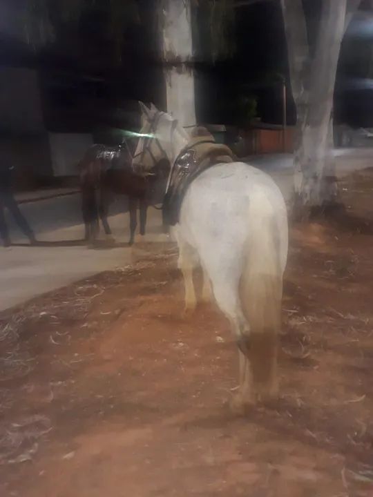 Cavalo batido centro - Foto 2