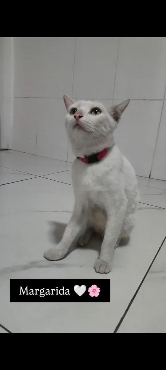 Gata branca disponível para adoção - Foto 2