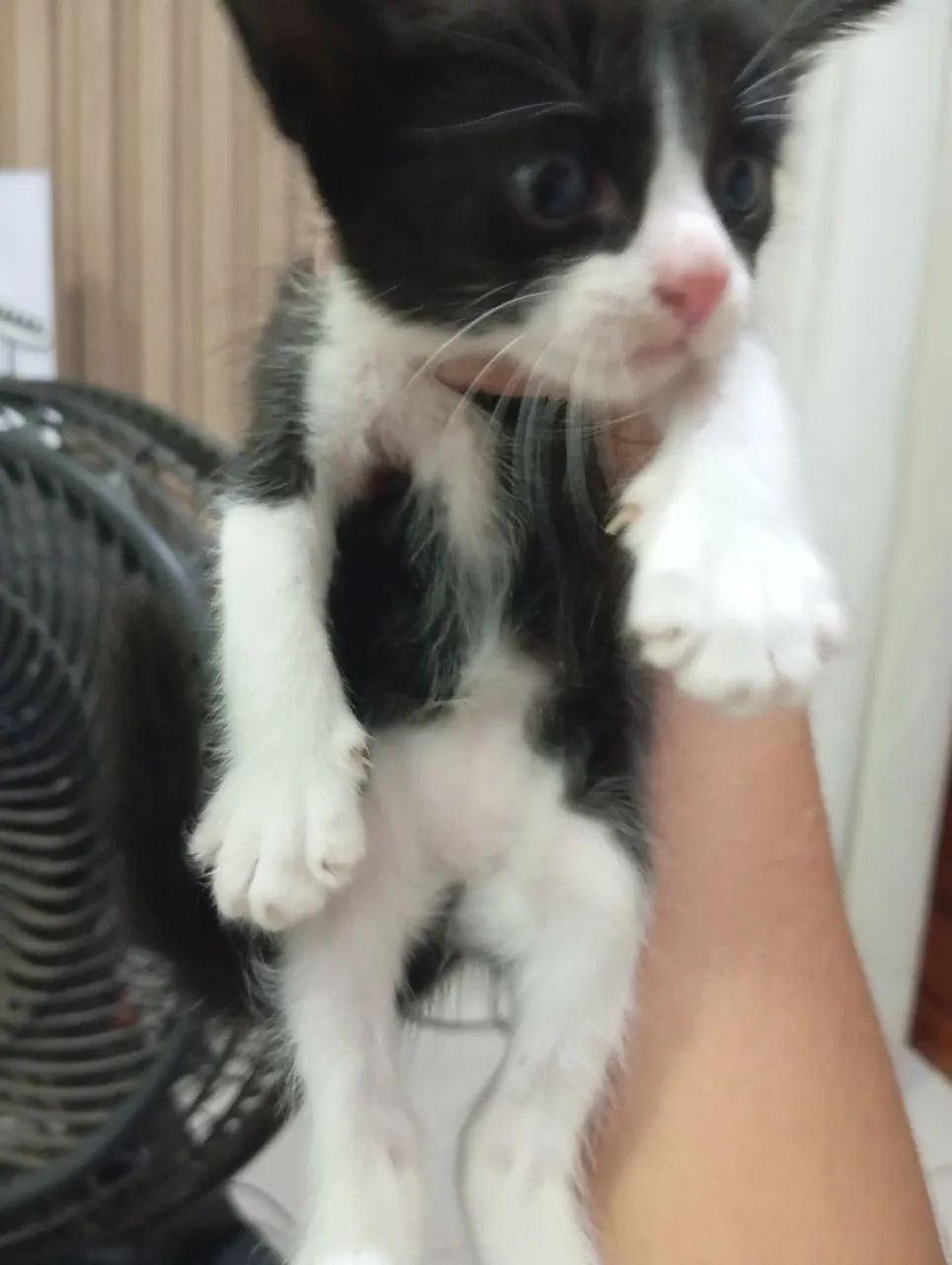 Filhote de gatinhos para doação  - Foto 3
