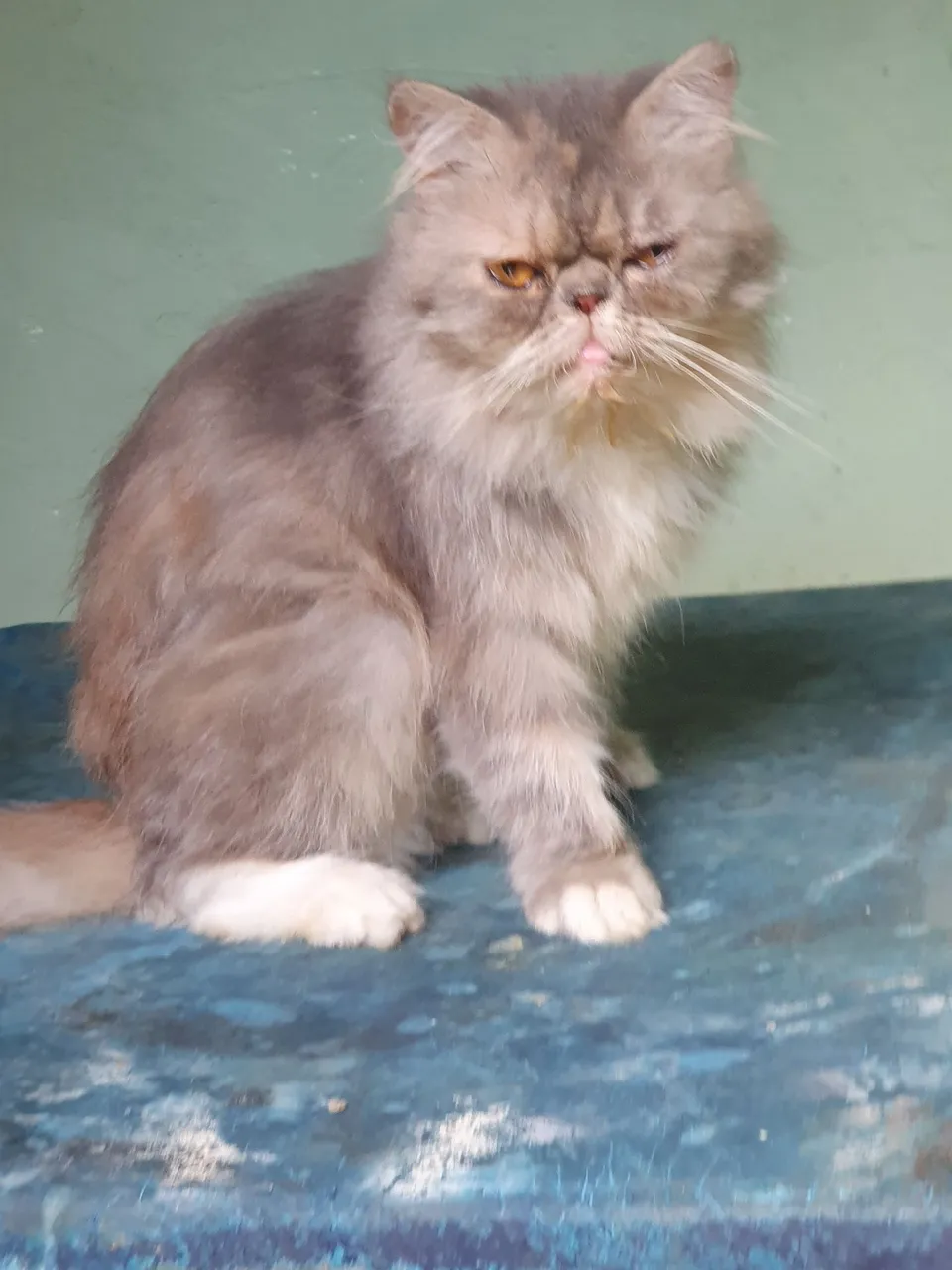 Gato Persa Pet Cinza com pedigree