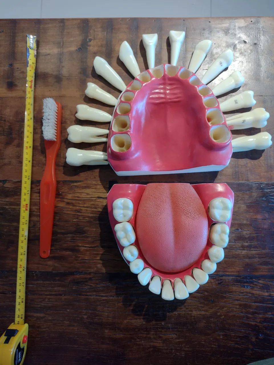 Manequim macro modelo de dentes