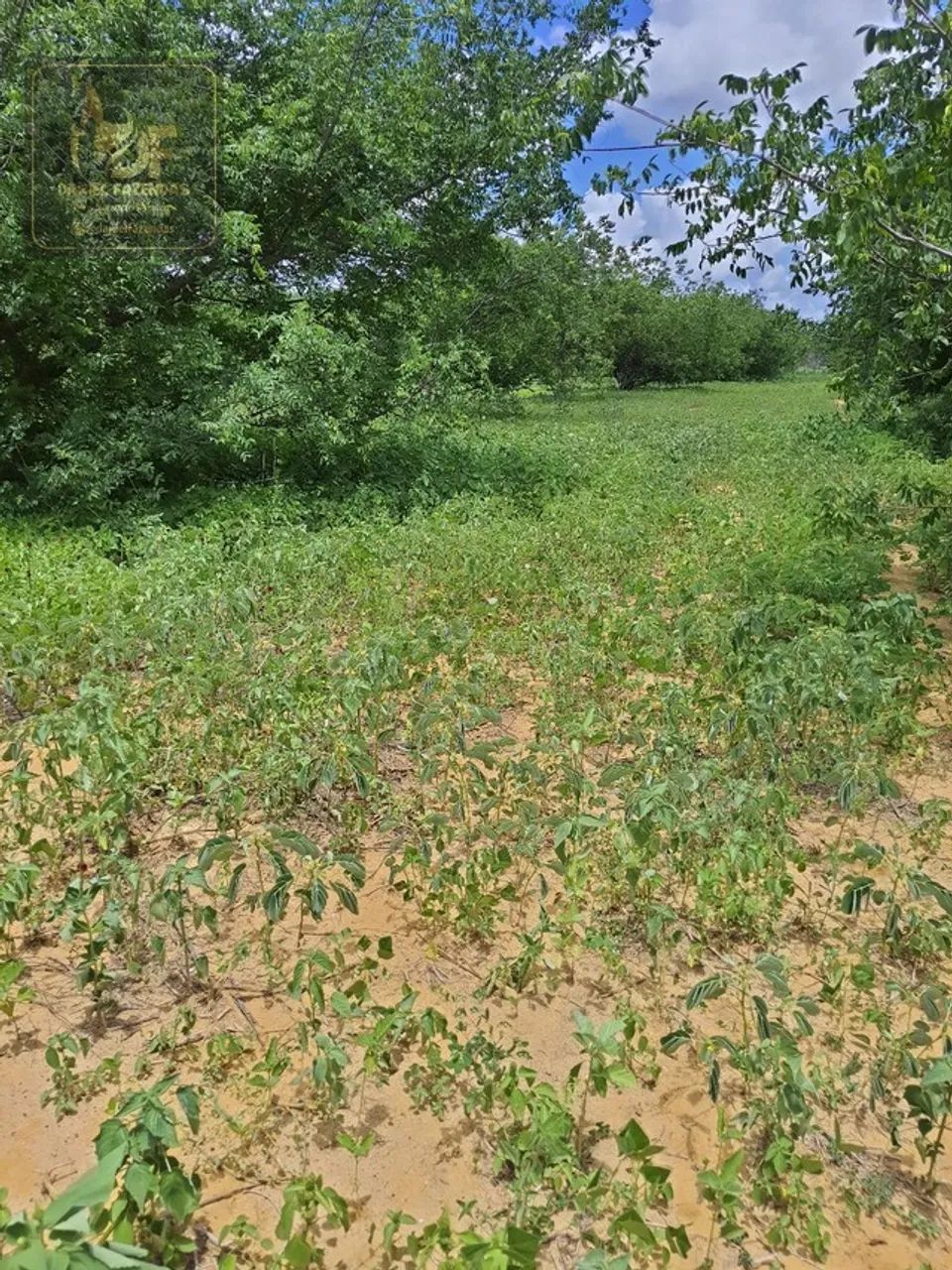 Fazenda com 45 hectares em jandaira com 2 poços tubulares 100% plana - Foto 3