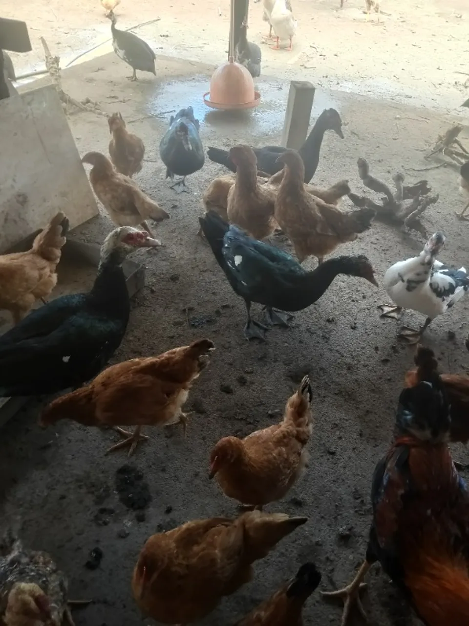 Galinha caipira