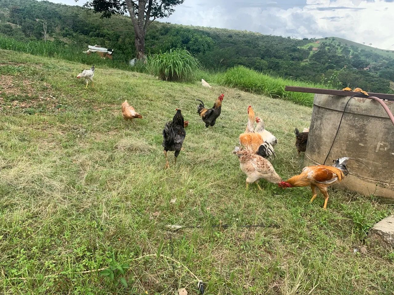 Galinhas e Galos - Caipiras  - Foto 3