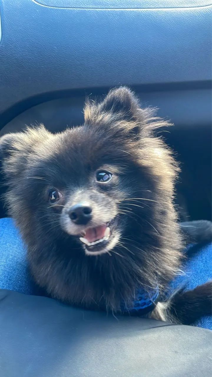 Lindo Spitz Alemão  - Foto 4