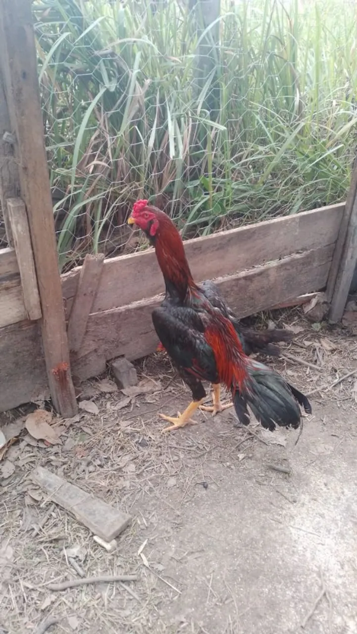 Galo indiano