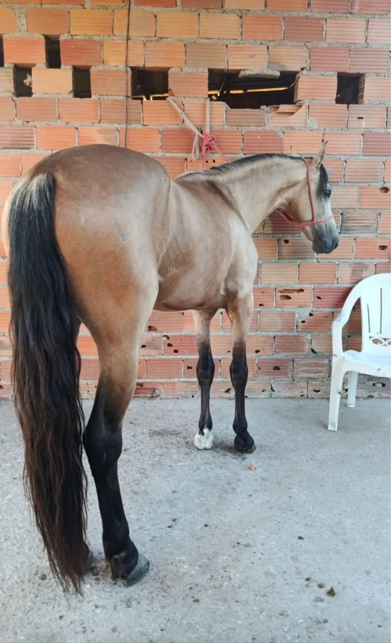 Potro MM 3 anos  - Foto 3