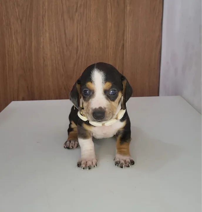 filhotes raça Dachshund/Teckel fêmea  - Foto 3