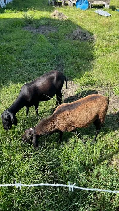 Casal de Caprinos - Foto 3