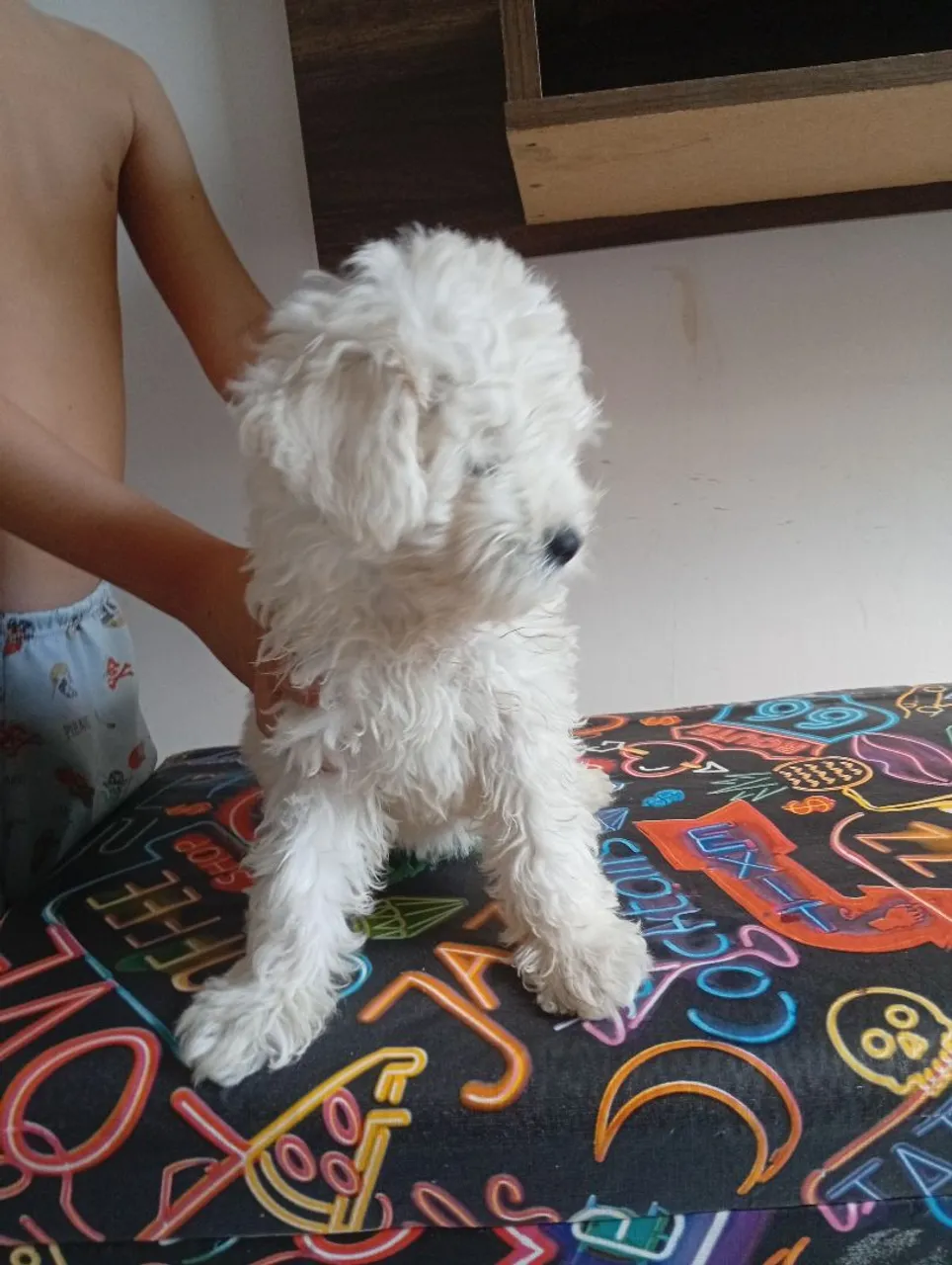 Poodle vermifugada e vacinada 2 meses