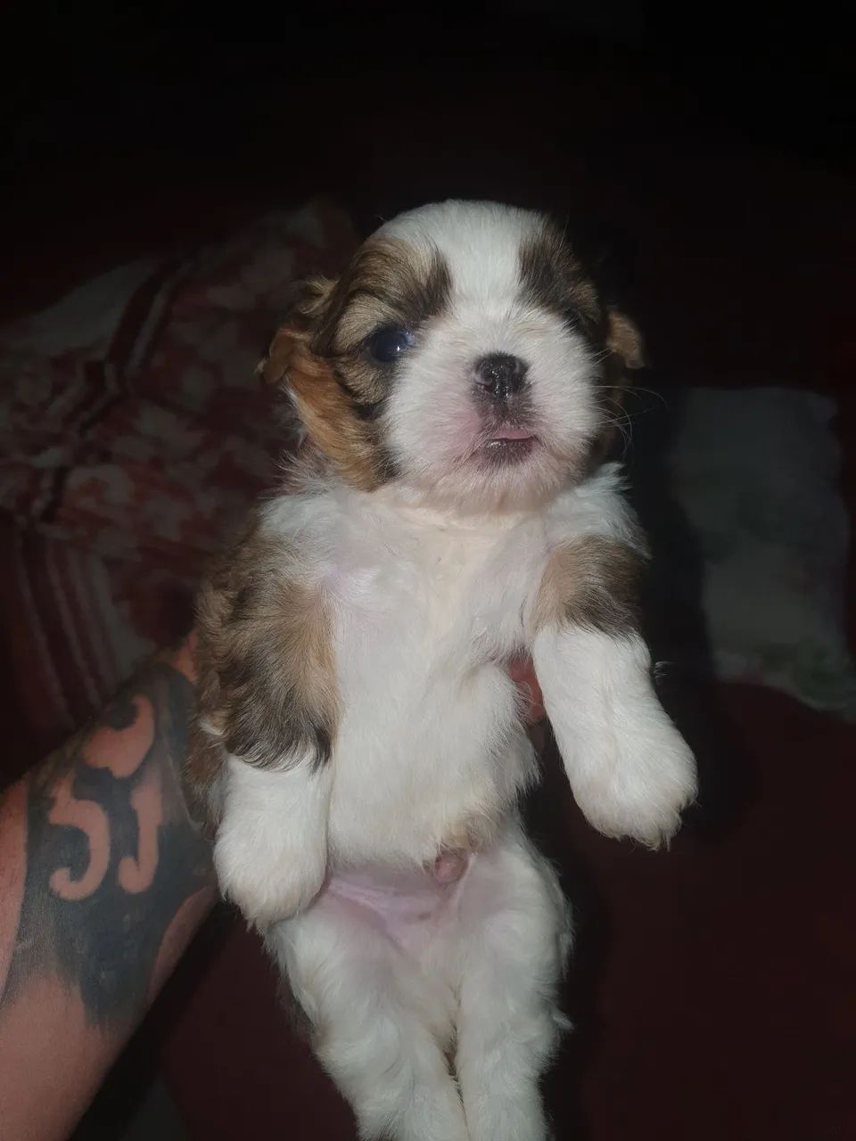 Filhote Shih Tzu - Foto 2