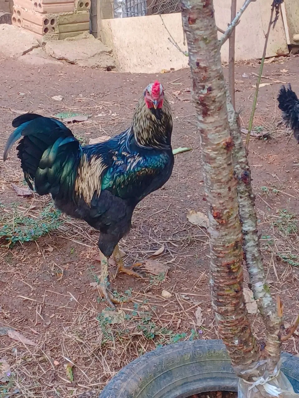 Galo lindo