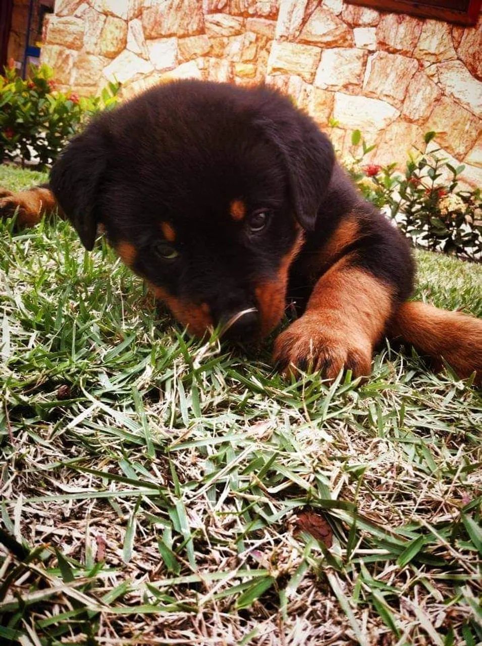 Kennel - Amor, cuidado e um rottweiler para chamar de seu ! - Cachorros ...