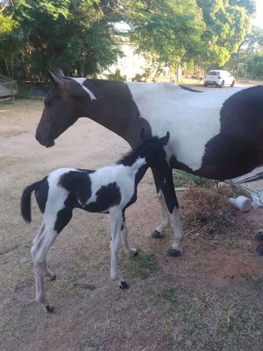 Potra Pampa de Preto MM - Foto 2