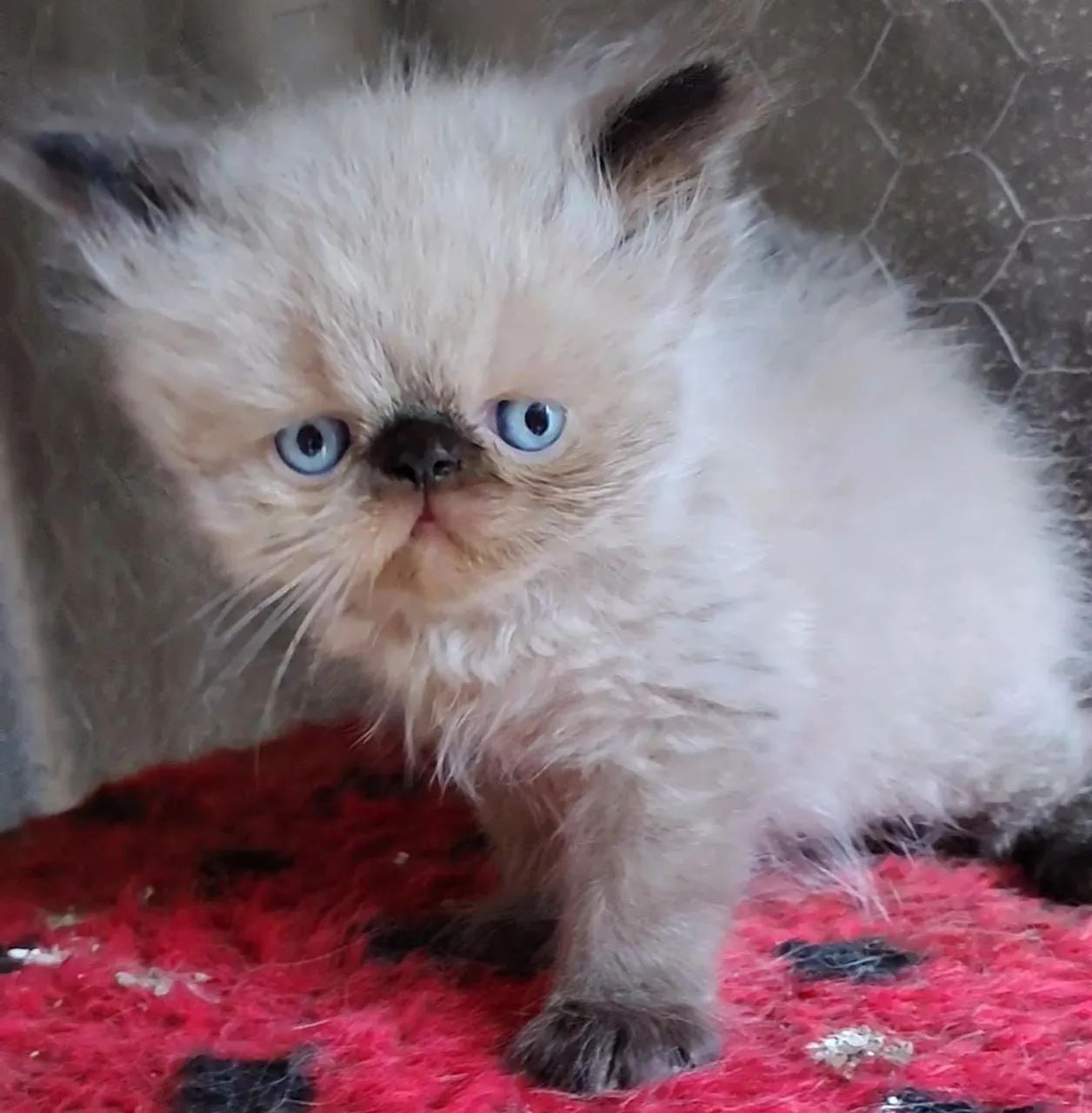 Gatinho Persa - Foto 3