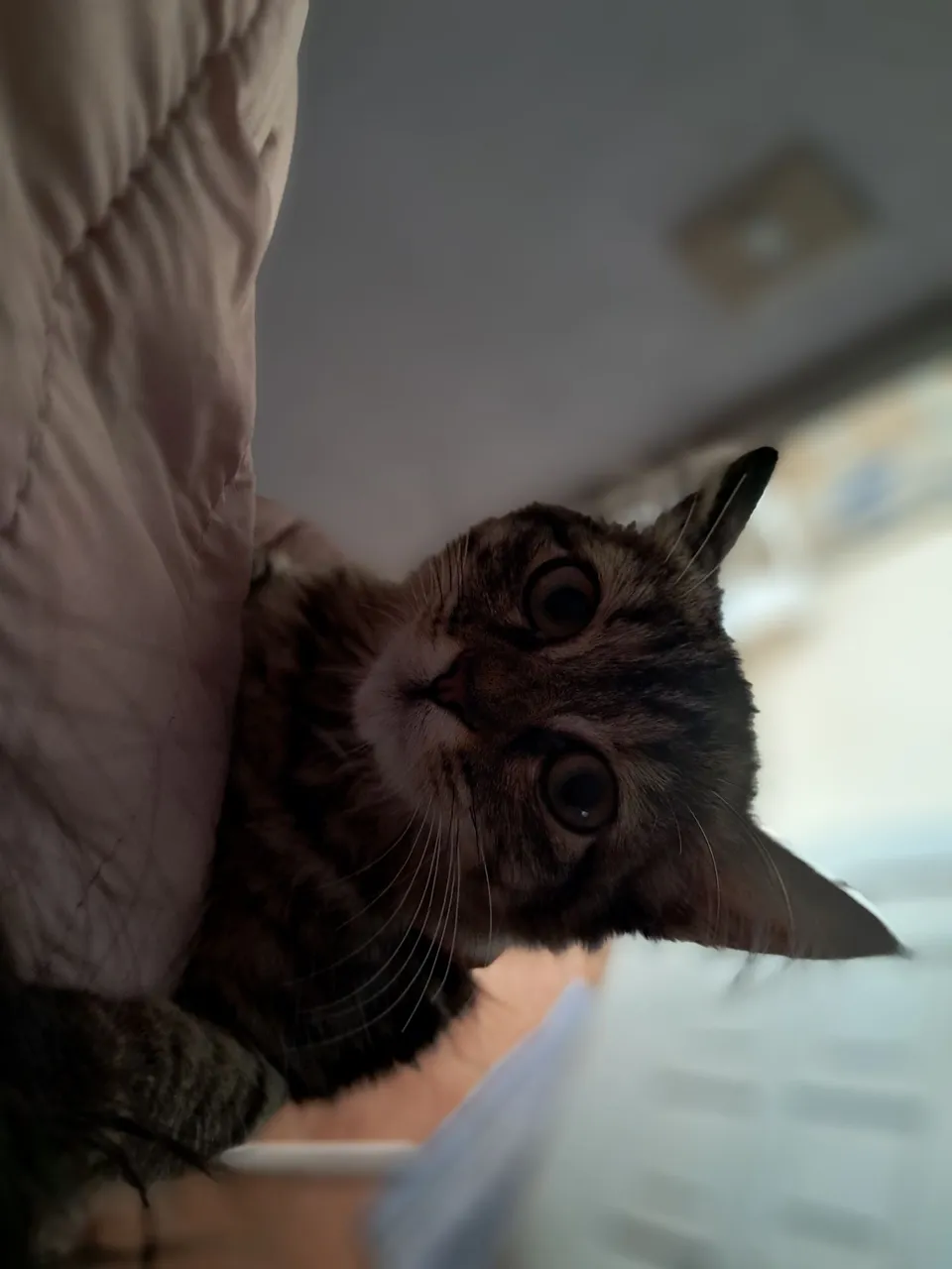 Gatinho curioso e carinhoso, ela é bem pequenininho e ama colo, super carinhosa