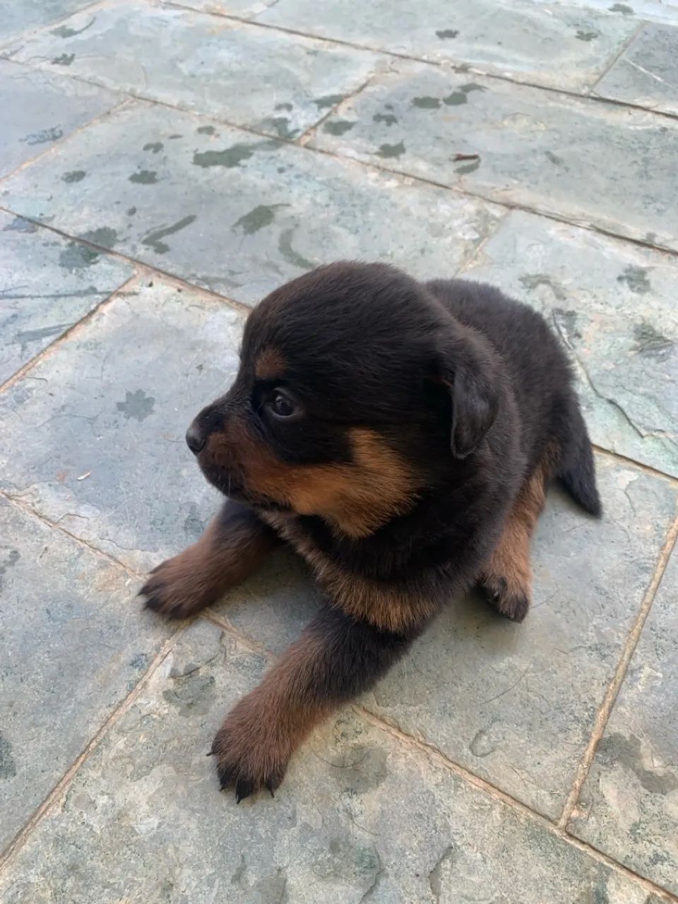 Filhote Rottweiler Puro  - Foto 2