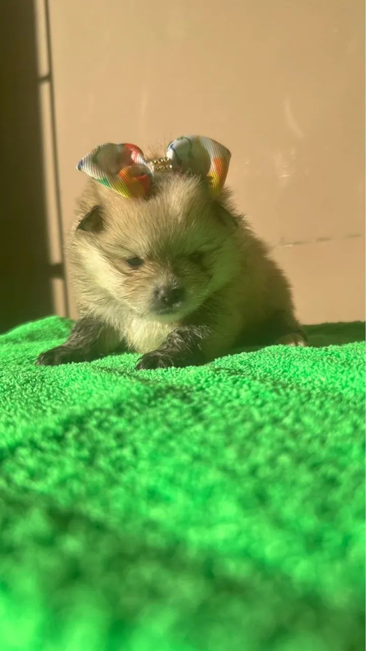 Spitz Alemão Fêmea - Foto 2