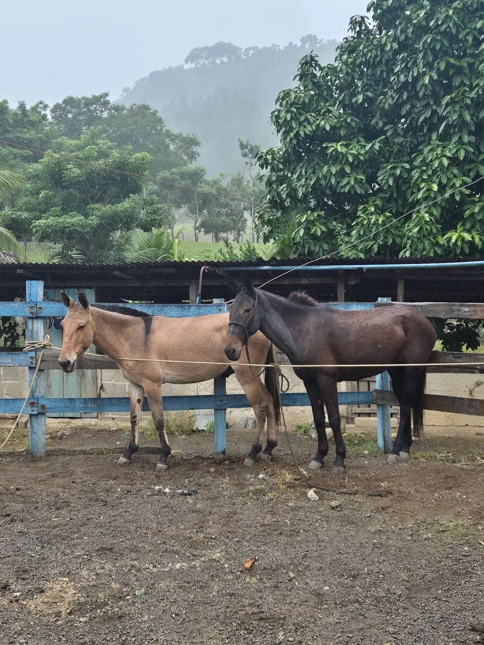 Burro marcha Picada - Foto 3