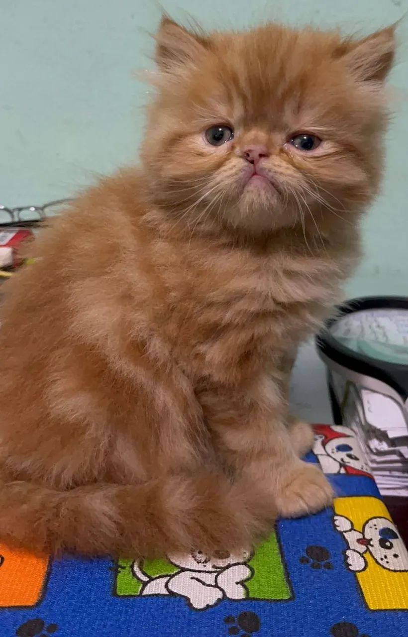 Gatinho Persa  - Foto 2