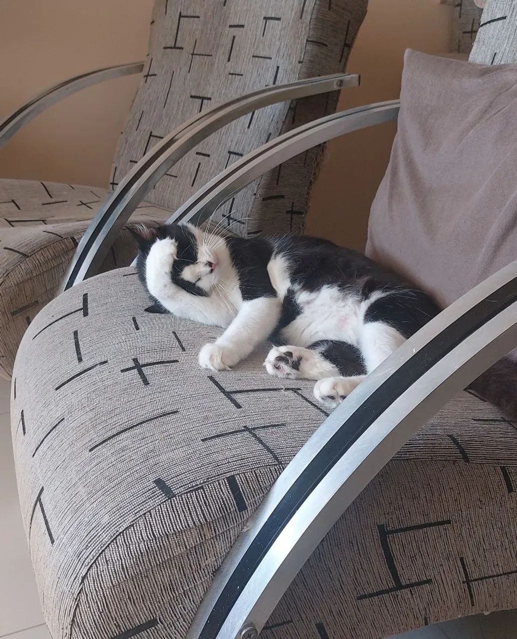 Gatinha castrada para adoção  - Foto 3