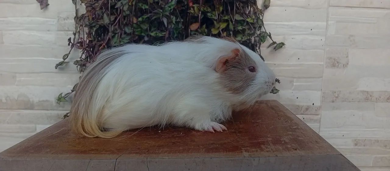 Porquinho da índia  - Foto 2