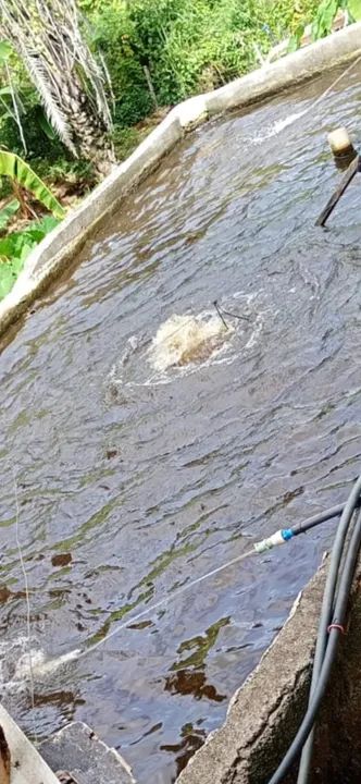 Sitio 70% abaixo do valor-NANUQUE-MINAS GERAISCASAS-ATUALMENTE  PEIXES-TROCO NO ES - Foto 2