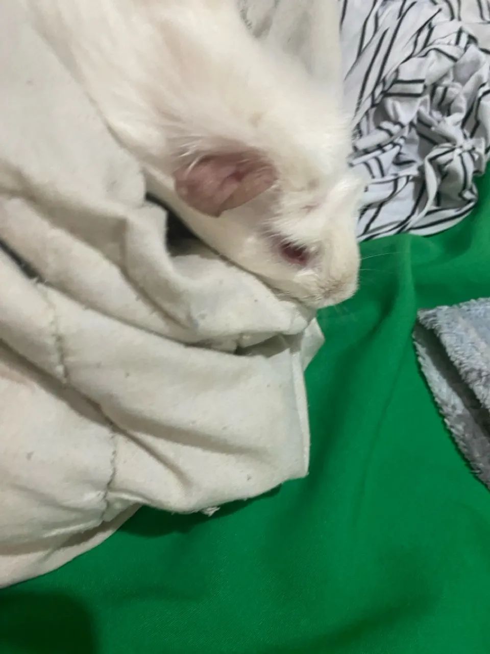 Porquinho da Índia - Foto 2