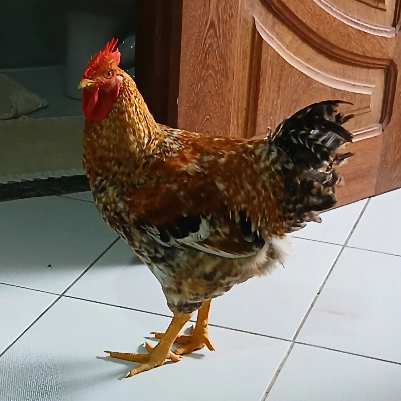 Frango bonito á venda