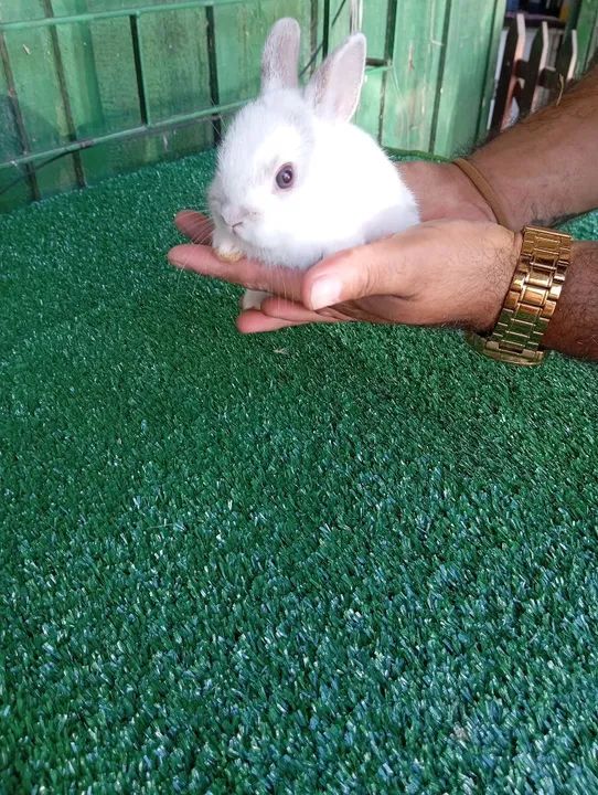 Coelhinho anão Netherland 